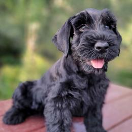 Vesper AKC Imported Russian Champion Lines - Black female Giant Schnauzer puppy in Saratoga Springs, Utah from Happy Beard Schnauzers