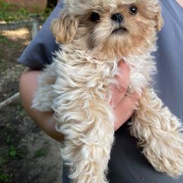 Buttermilk - Cream and white male Shih Tzu puppy in Oxford, Mississippi from Sugarcoat Shih Tzu
