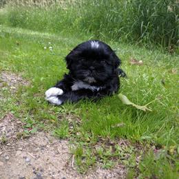 Shih Tzu Puppies from Tough Shih