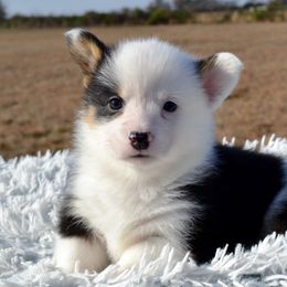 Alaska - Pembroke Welsh Corgi puppy from Half-Pint Corgis