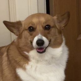 Pembroke Welsh Corgis from MB Corgis