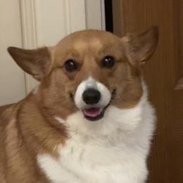 Pembroke Welsh Corgis from MB Corgis