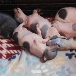Hearts Whispered Promise - Whisper - Black tan and white female American Hairless Terrier puppy in Lebanon, Missouri from Hearts Companions