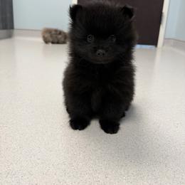 Espresso - Black male Pomeranian puppy in Newport News, Virginia from Nel’s Pomeranians