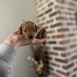 Mercy Grey Collar - Red  female Goldendoodle puppy in Pine Prairie, Louisiana from Prairie Paws