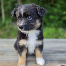 Camilla - Black tri female Miniature Australian Shepherd puppy in Bethel Springs, Tennessee from Debbie's Miniature Australian Shepherds