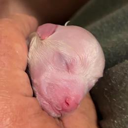 Ghost - White and buff male Bichon Frise puppy in Lavon, Texas from Sissy’s Heavenly Paws