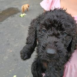 Paloma - Black female Bordoodle puppy in Indianapolis, Indiana from Indiana Bordoodles