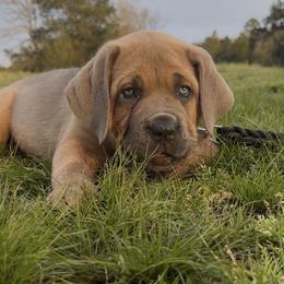 Cane Corso Puppies from Venom Cane Corsos