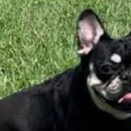 Fergie - French Bulldog