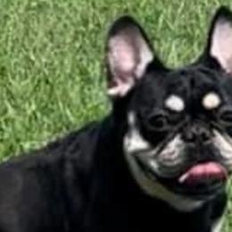 Fergie - French Bulldog
