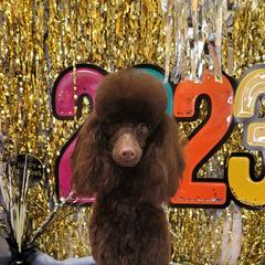Poodle All Grown Up from Reflexxion Poodles