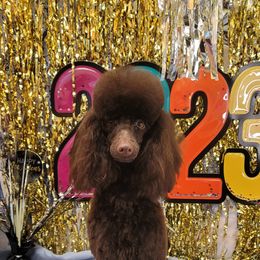 Poodle All Grown Up from Reflexxion Poodles