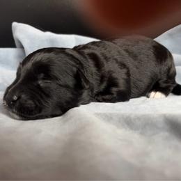 Captain -crunch - Black and white male Aussiedoodle puppy in Michigan from Kingsden Aussies and doodles