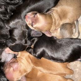Girl 3 - female Dachshund puppy in Brockport, New York from Ryans Nursery/Ryan's Dachshunds