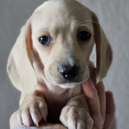 Black collar - Cream female Dachshund puppy in Pasco, Washington from Loyal Lil Dachshunds