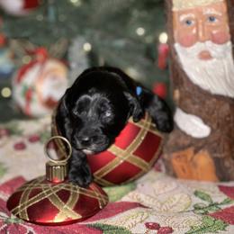Australian Labradoodle Puppies from Sandcastle Labradoodles