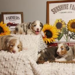 Australian Shepherd Puppies from Cooper Ridge Aussies