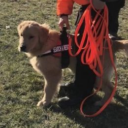 Golden Retriever Puppies from OPK Goldens