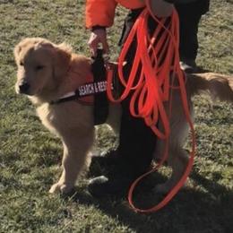 Golden Retriever Puppies from OPK Goldens