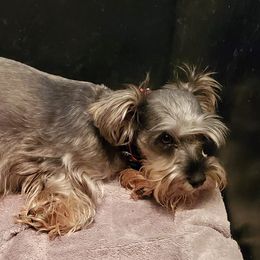 Miniature Schnauzers from Fowler Farms