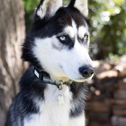 Siberian Huskies from Chelsea's Huskies