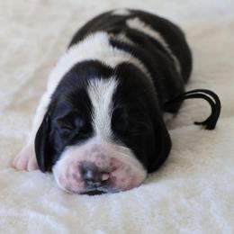 Black - Black and white female Basset Hound puppy in Surprise, Arizona from Howlin Hounds