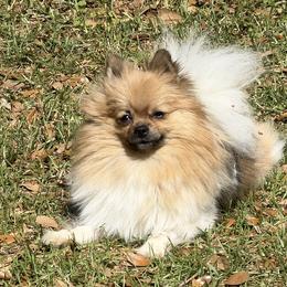 Pomeranians from Lisa's Pomeranians