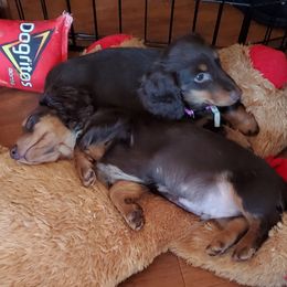 Dachshund Puppies from J-Lyn