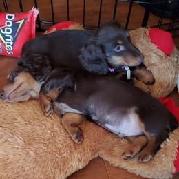 Dachshund Puppies from J-Lyn