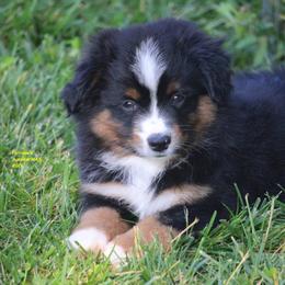 Echo - Black tri male Miniature American Shepherd puppy in Hillsdale, Michigan from Faithwalk Aussies and Mini American Shepherds