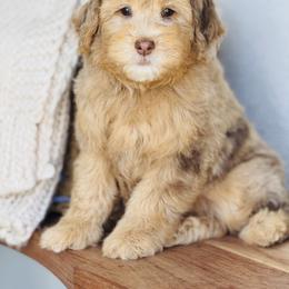 Prince - Merle male Goldendoodle puppy in West Jordan, Utah from Doodles Friend