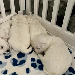 West Highland White Terrier Puppies from Judith's West Highland White Terriers