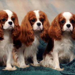 Cavalier King Charles Spaniels from TruElegance Cavaliers