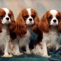 Cavalier King Charles Spaniels from TruElegance Cavaliers