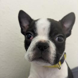 Girl 4 yellow - Black brindle and white female Boston Terrier puppy in Sunnyside, Washington from Boston Terriers
