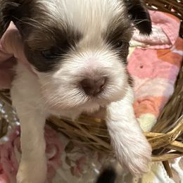 Dingo - Chocolate male Shih Tzu puppy in Temple, Pennsylvania from Kathy Diego's Shih Tzus