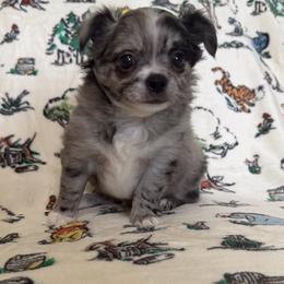 Binx - Merle male Chihuahua puppy in Chesapeake, Virginia from Elsbeth's Chihuahuas