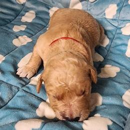 Girl 4 - female Golden Retriever puppy in Saginaw, Michigan from Precious Kennel Retrievers