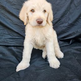 Labradoodle Puppies from Jesus Castro