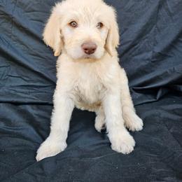 Labradoodle Puppies from Jesus Castro