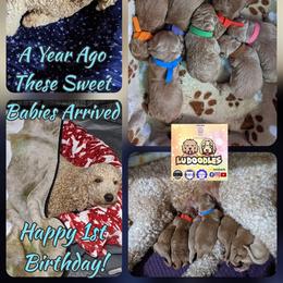 Goldendoodle Puppies from Lu Doodles