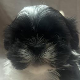Oreo - Black and white female Shih Tzu puppy in Howell, Michigan from Animal Crackers
