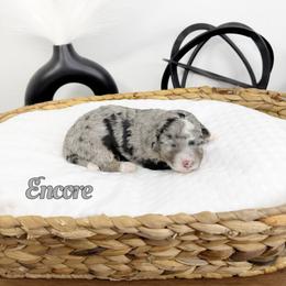 Encore - Blue merle male Bernedoodle puppy in Mount Vernon, Missouri from PoodlelyDoodlely