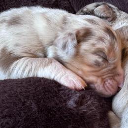 Boy-1 - Red merle male Australian Shepherd puppy in Ramona, California from Blue Moon Aussies
