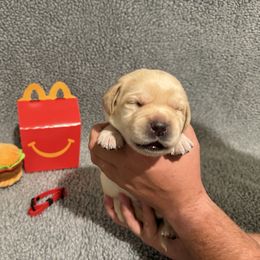 QP (Quarter Pounder) - Yellow male Labrador Retriever puppy in Lancaster, South Carolina from Tidal Retrievers