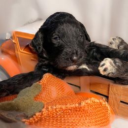 Bernedoodle and Goldendoodle Puppies from DLV Doodles