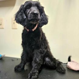 Dolly - Black female Double Doodle puppy in Jeddo, Michigan from Bert's Doodles
