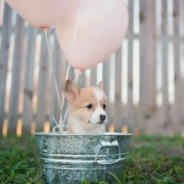 American Corgi and Pembroke Welsh Corgi Puppies from Constellation Corgi