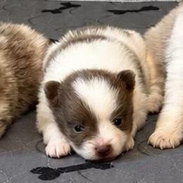 Boy A - Blue parti male Pomeranian puppy in Knoxville, Tennessee from Thea's Puppies